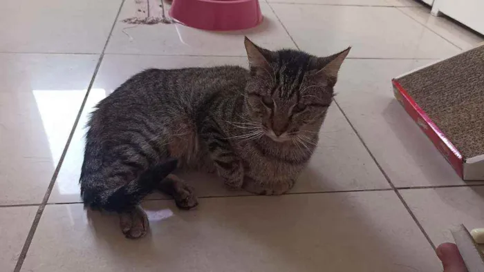 Gato raça Srd idade 2 anos nome Moana