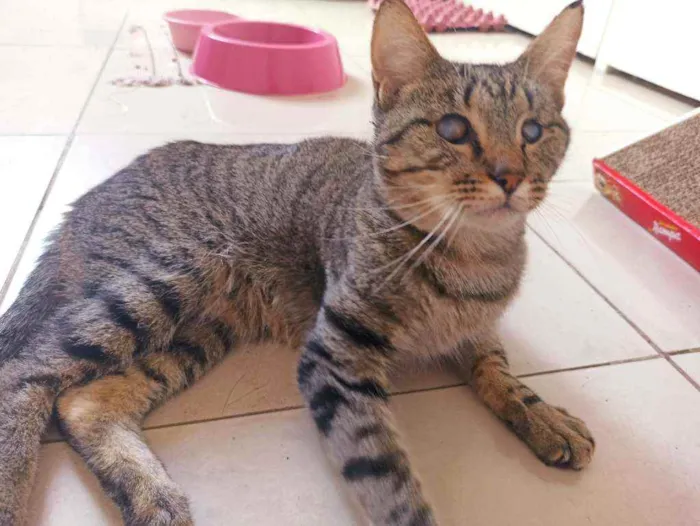 Gato raça Srd idade 2 anos nome Moana