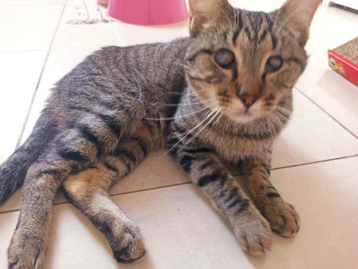 Gato raça Srd idade 2 anos nome Moana
