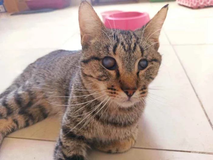 Gato raça Srd idade 2 anos nome Moana