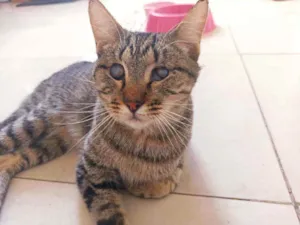 Gato raça Srd idade 2 anos nome Moana