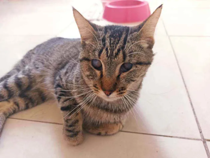 Gato raça Srd idade 2 anos nome Moana