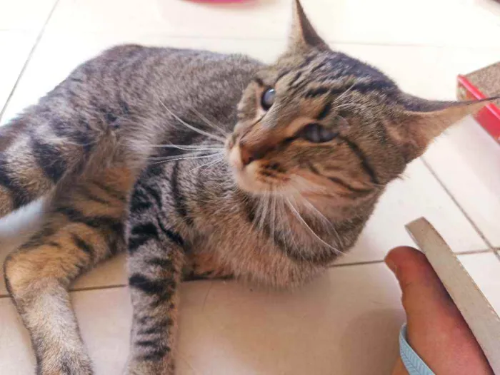 Gato raça Srd idade 2 anos nome Moana