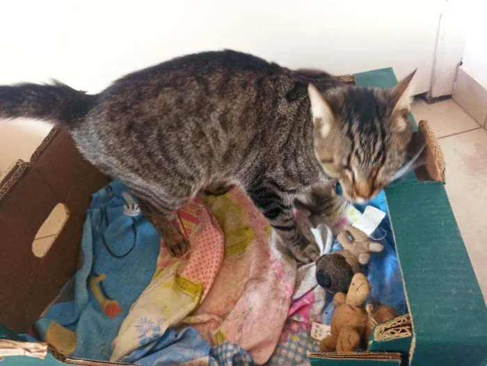 Gato raça Srd idade 2 anos nome Moana