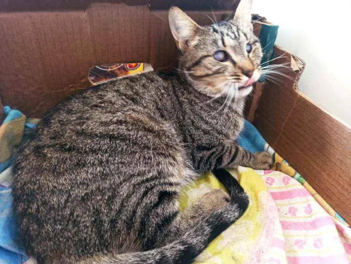 Gato raça Srd idade 2 anos nome Moana