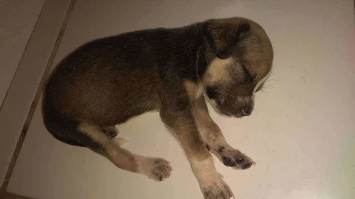 Cachorro raça Vira-Lata idade Abaixo de 2 meses nome Ainda não tem Nome 
