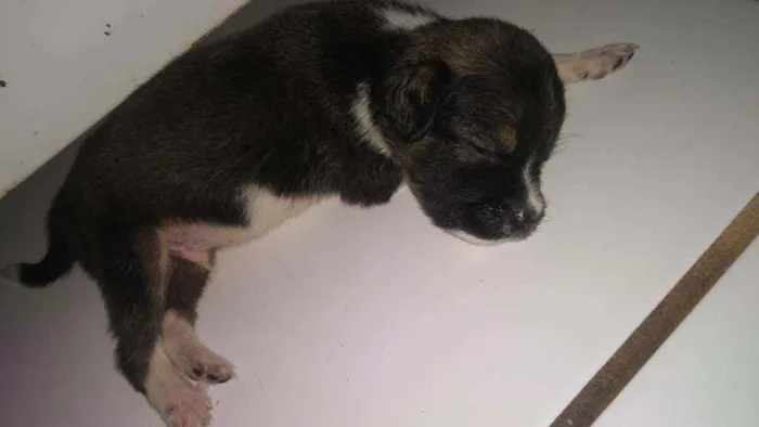 Cachorro raça Vira-Lata idade Abaixo de 2 meses nome Ainda não tem Nome 