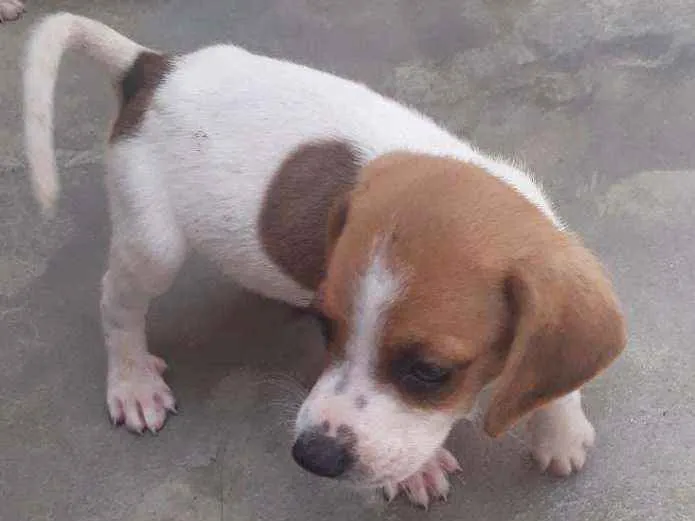 Cachorro ra a Beagle com Fox paulistinha idade Abaixo de 2 meses nome Sem nome