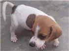 Cachorro raça Beagle com Fox paulistinha idade Abaixo de 2 meses nome Sem nome