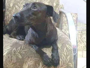 Cachorro raça Srd idade 1 ano nome Onix