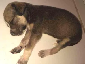 Cachorro raça Vira-Lata idade Abaixo de 2 meses nome Ainda não tem Nome 