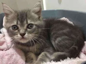Gato raça Srd idade 2 a 6 meses nome Pérola