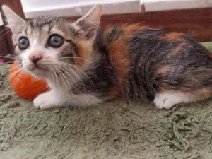 Gato raça Srd idade 2 a 6 meses nome April