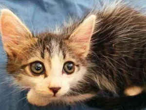 Gato raça Srd idade 2 a 6 meses nome Lana 