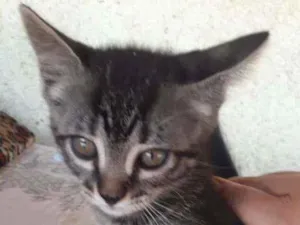 Gato raça Vira lata idade 2 a 6 meses nome Não tem