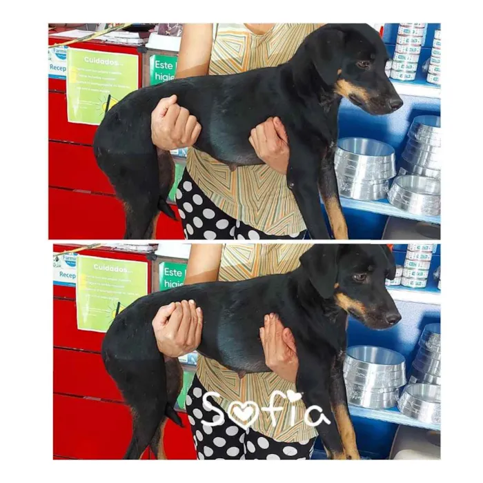 Cachorro ra a SRD idade 1 ano nome Sofia 