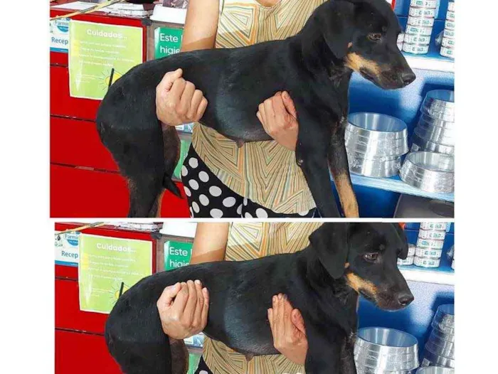 Cachorro ra a SRD idade 1 ano nome Sofia 