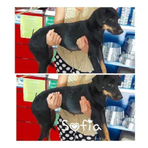 Cachorro raça SRD idade 1 ano nome Sofia 
