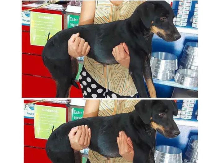 Cachorro ra a SRD idade 1 ano nome Sofia 
