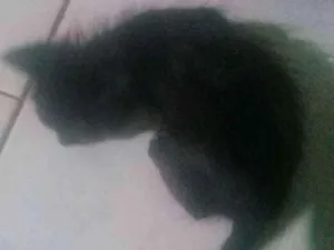 Gato raça Cianei  idade Abaixo de 2 meses nome Piquenos