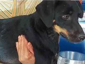Cachorro raça SRD idade 1 ano nome Sofia 