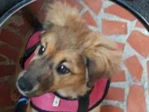 Cachorro raça Srd idade 2 a 6 meses nome Sandy