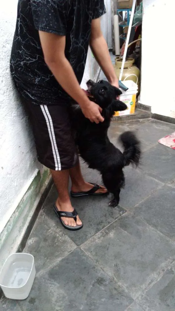 Cachorro raça SRD-ViraLata idade 2 anos nome BOB