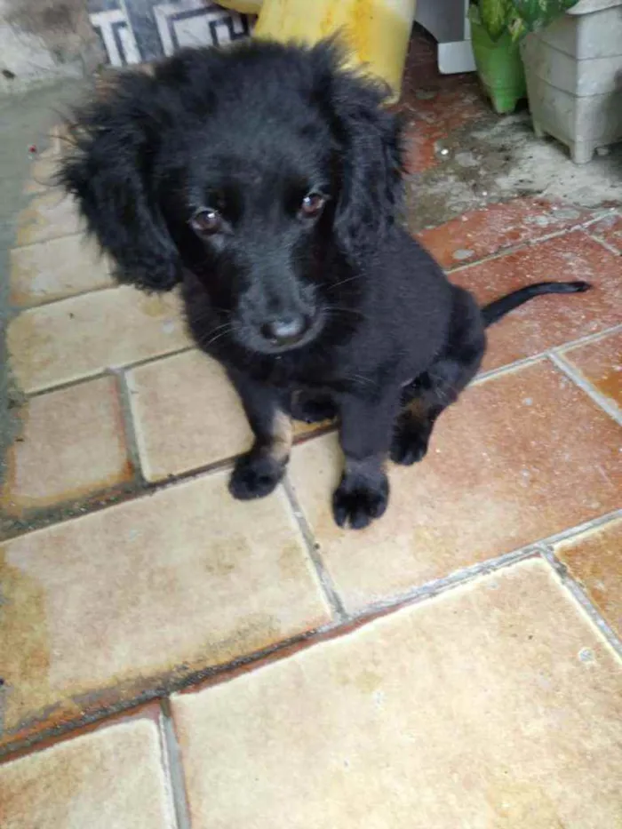Cachorro ra a SRD idade 2 a 6 meses nome Bebê Anjo