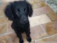 Bebê Anjo