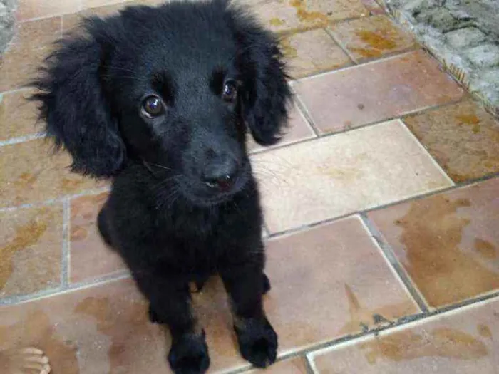 Cachorro ra a SRD idade 2 a 6 meses nome Bebê Anjo