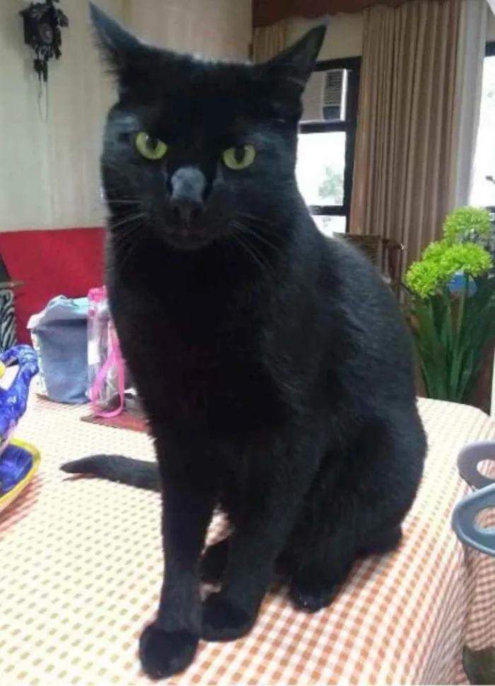 Gato ra a Srd idade 3 anos nome Lipe