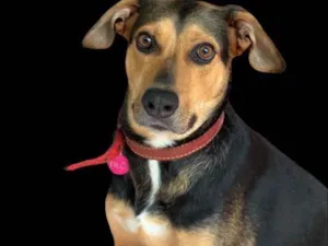 Cachorro raça Srd idade  nome Filó