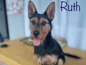 Cachorro raça Srd idade  nome Ruth