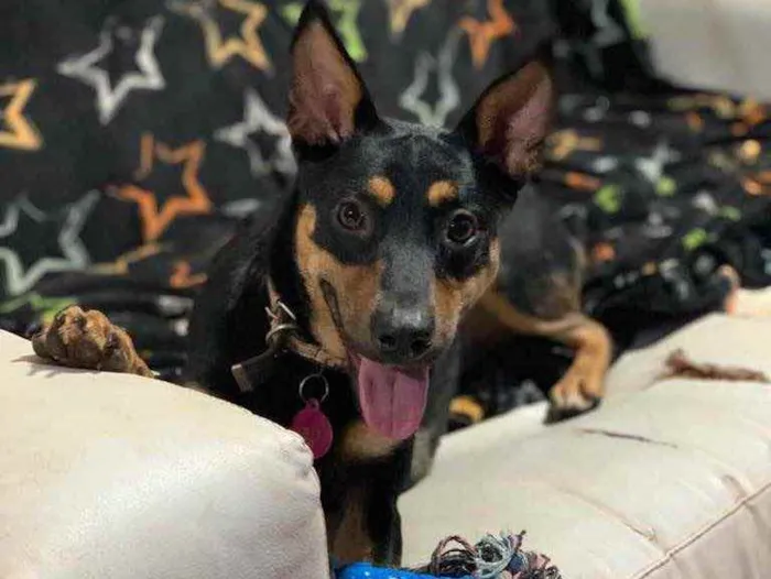 Cachorro raça Srd idade  nome Antonella