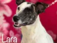 Cachorro raça Srd idade  nome Lara