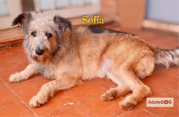 Cachorro ra a Srd idade  nome Sofia