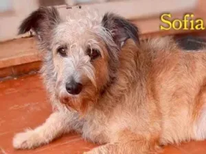 Cachorro raça Srd idade  nome Sofia