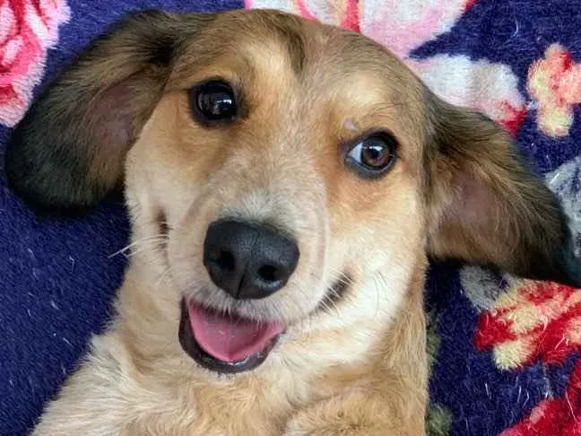 Cachorro raça Srd idade  nome Lena