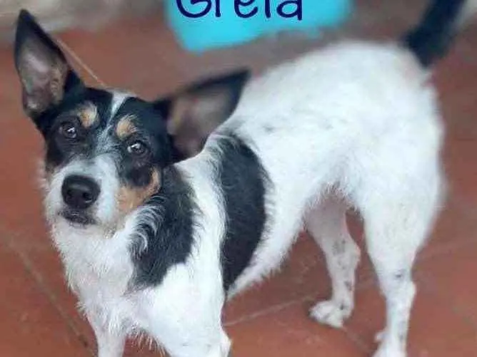 Cachorro raça Srd idade  nome Greta