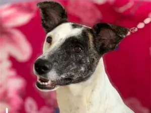 Cachorro raça Srd idade  nome Lara