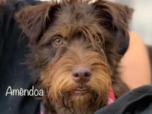 Cachorro raça Srd idade  nome Amendôa