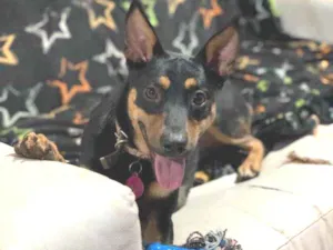 Cachorro raça Srd idade  nome Antonella