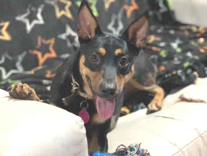 Cachorro raça Srd idade  nome Antonella