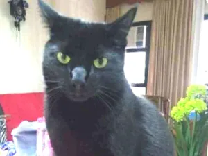 Gato raça Srd idade 3 anos nome Lipe