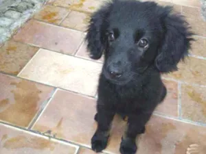 Cachorro raça SRD idade 2 a 6 meses nome Bebê Anjo