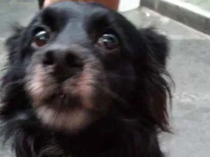 Cachorro raça SRD-ViraLata idade 2 anos nome BOB