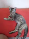Safira