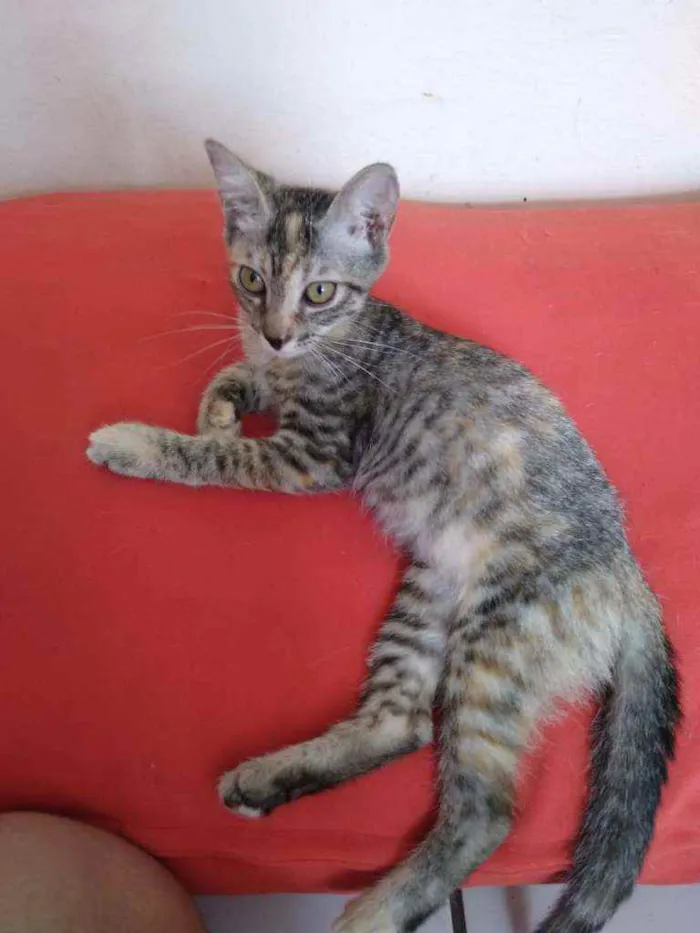 Gato raça Srd idade Abaixo de 2 meses nome Safira