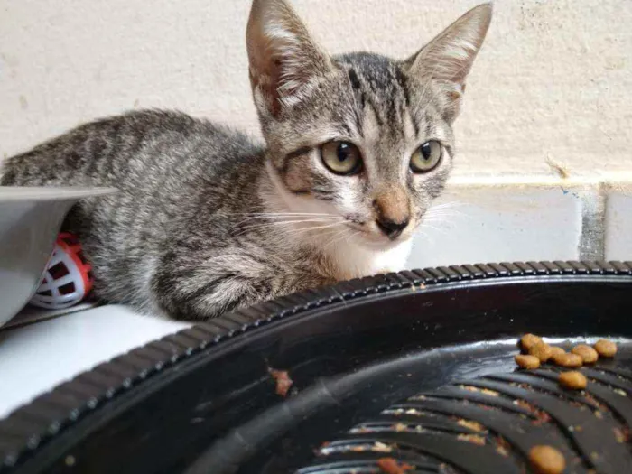 Gato raça Srd idade Abaixo de 2 meses nome Safira