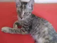 Safira